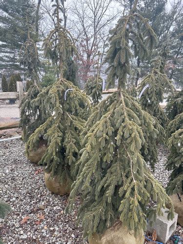 Picea Glauca Pendula Weeping White Spruce Plumline