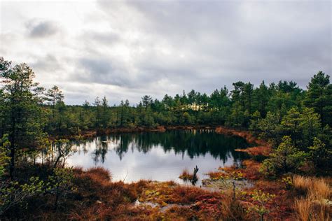 Free Images Landscape Tree Nature Forest Marsh Wilderness