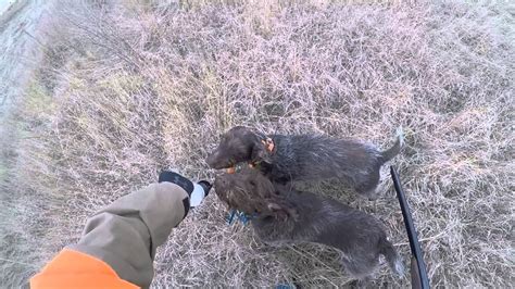 Pheasant Hunt In Colorado January 2016 Youtube