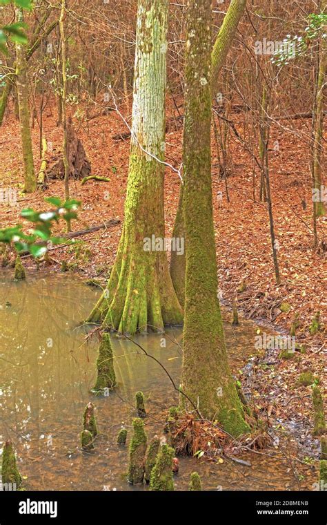 Cypress Trees In A Bottomland Forest In Big Thicket National Preserve