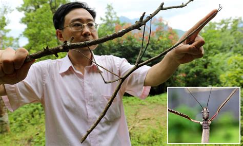 The World’s Longest Insect Is Over Two Feet Long Twistedsifter