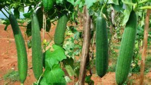 Sponge Gourd Cultivation Guide | Agri Farming