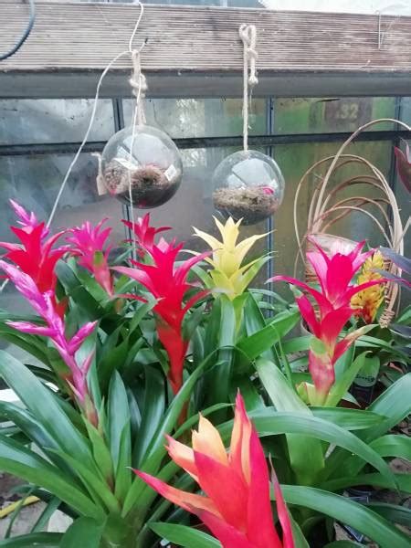 Descubra 48 Kuva Fleurs Exotiques Pas Cher Thptnganamst Edu Vn