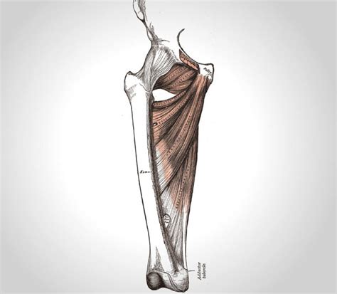 Hanche Tendinite Ou Tendinopathie Des Muscles Adducteurs Physioactif