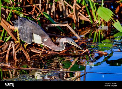 Tricolored Heron Is Hunting Breakfast Stock Photo Alamy