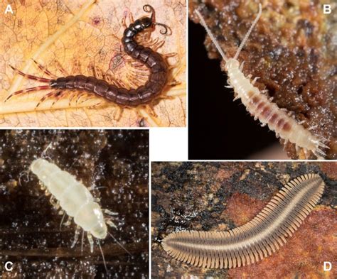 Species New to Science: [Invertebrate • 2018] Phylogenomics Illuminates ...