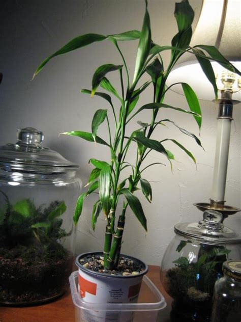 Lucky Bamboo (Dracaena Sanderiana) Guide | Our House Plants