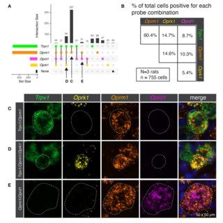 Co Expression Patterns Of Nociceptive Ion Channels And Opioid