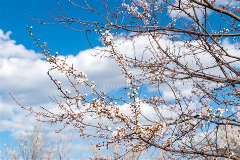 Ramas Con Brotes En Ciernes Deja Flores De Varios árboles Y Arbustos