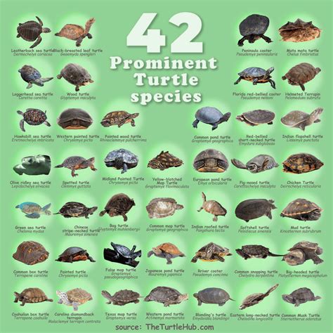 17 Types of Pet Turtles: Best Turtles to Have as Pets – The Turtle Hub