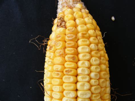 Stink Bug Kernel Injury | Troubleshooting Abnormal Corn Ears