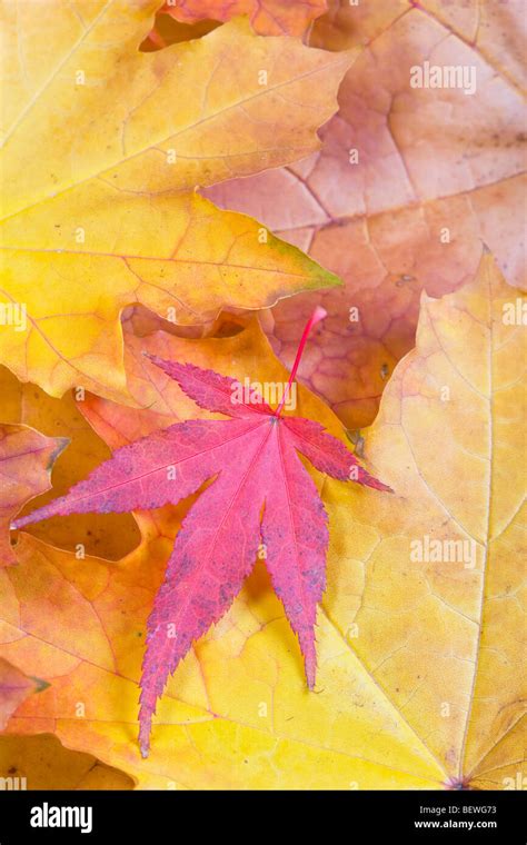 Autumn Leaves Sycamore and Purple Leaved Maple Stock Photo - Alamy