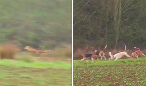 Fox hunting: Brutal West Midlands video reignites debate over trail ...