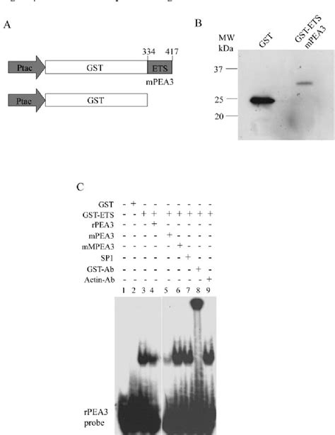 Figure 5 From PEA3 Transactivates The Muc4 Sialomucin Complex Promoter