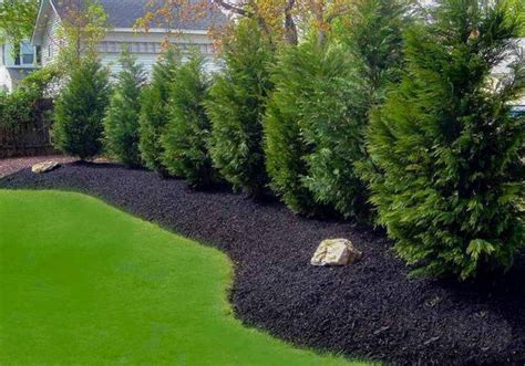 Leyland Cypress Hedge | A Perfect Privacy Screen - PlantingTree