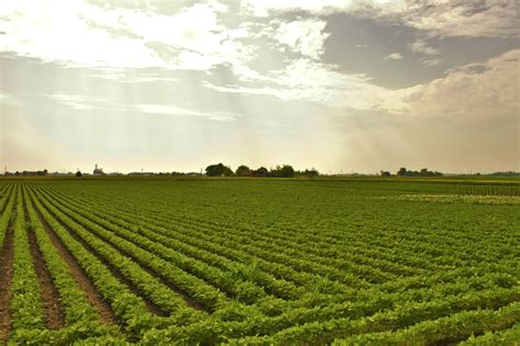 Imagen gratis soja campo agricultura césped granja soja paisaje