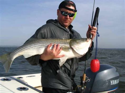 Wild Chesapeake Should Virginia Cut Rockfish Harvest Chesapeake Bay