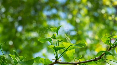 Ginkgo Tree Ginkgo Biloba O Gingko Con Hojas Nuevas De Color Verde