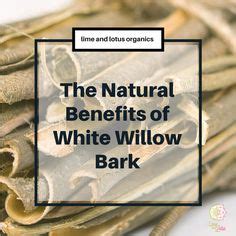 16 Benefits of willow bark ideas | willow bark, herbalism, willow