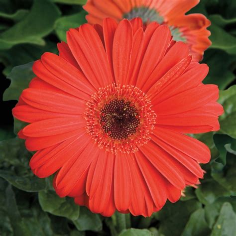 Gerbera Jamesonii Jaguar™ Gerbera Daisy Garden Center Marketing