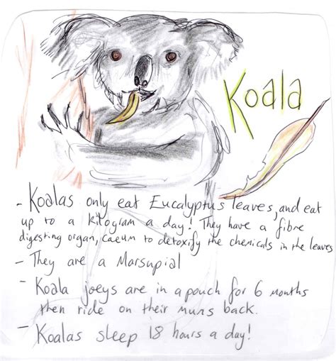 Free Koala Information Sheet Eco Explorers