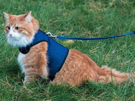 The 5 Best Cat Harnesses Of 2024