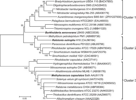 Phylogenetic Tree Based On Cbbl Amino Acid Sequence Comparisons