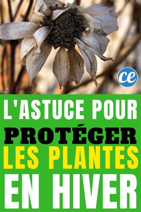 L Astuce Pour Bien Protéger Vos Plantes En Hiver Plante hiver