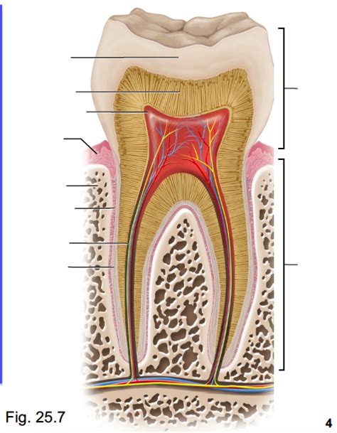 Tooth Diagram | Quizlet