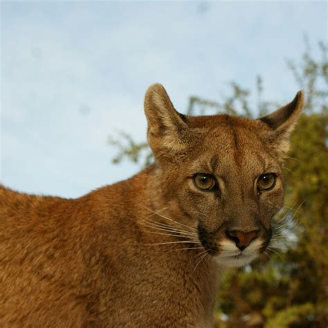 Une histoire émouvante dun puma aveugle sauvé par une femme Santé