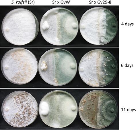 Comparative Phenotypic Genomic And Transcriptomic Analyses Of Two