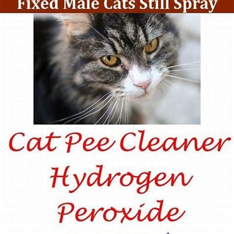 Why Do Male Cats Spray On Their Owners Diy Seattle