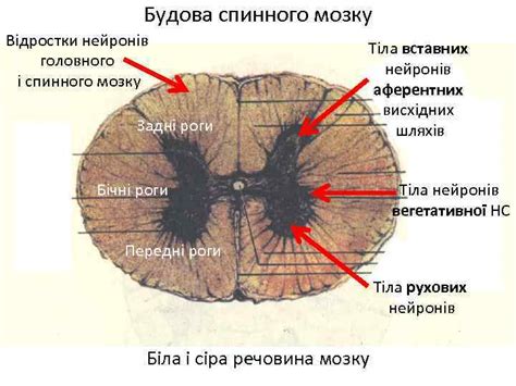 Будова і функції спинного мозку Будова спинного