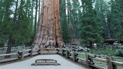 General Sherman Tree (U.S. National Park Service)