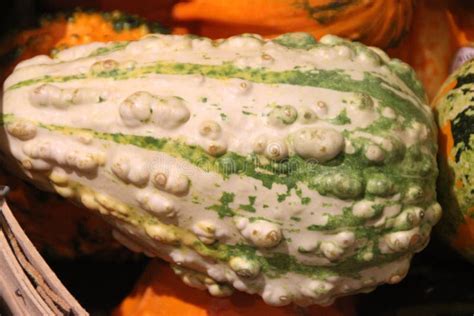 Warty Ornamental Gourd Yellow And Green Cucurbita Pepo Stock Photo