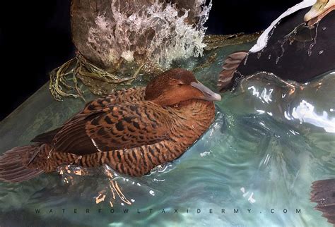 King Eider Mounts | *** Waterfowl Taxidermy *** Upland Taxidermy