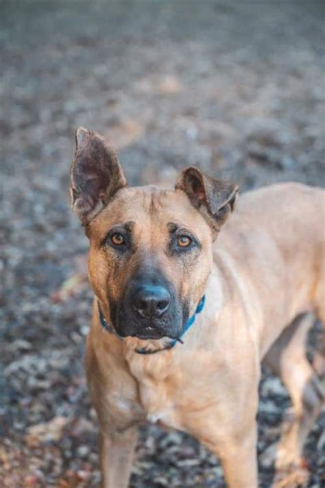 Pet Of The Week Meet Luna The Willits News