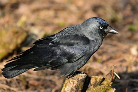 Pourquoi les corbeaux sont ils si intelligents peut être même plus que