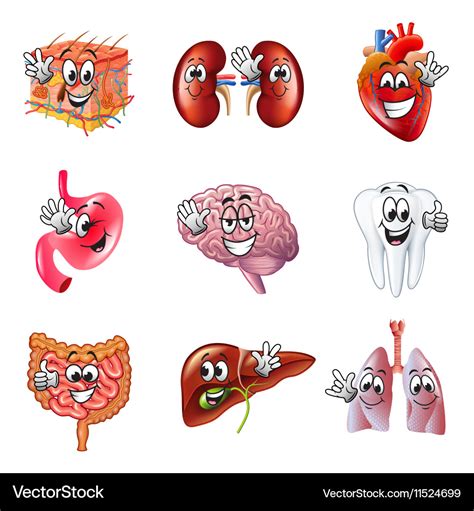 Funny Cartoon Human Organs Icons Set Royalty Free Vector