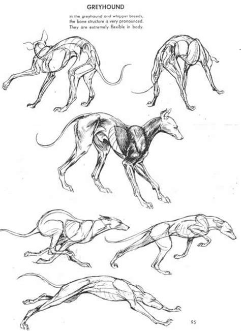 Art and Reference point | Dog anatomy, Anatomy art, Animal drawings