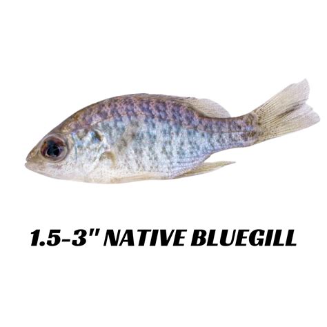 Order Live Fathead Minnows Online — Sport Fish Direct