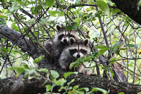 Raccoons Facts And Fancies Wildlife Rescue League