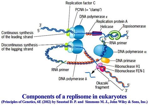 Mcqs On Dna Replication Part Ii Biotech Mcq