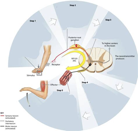 Reflex Arc Diagram Quizlet