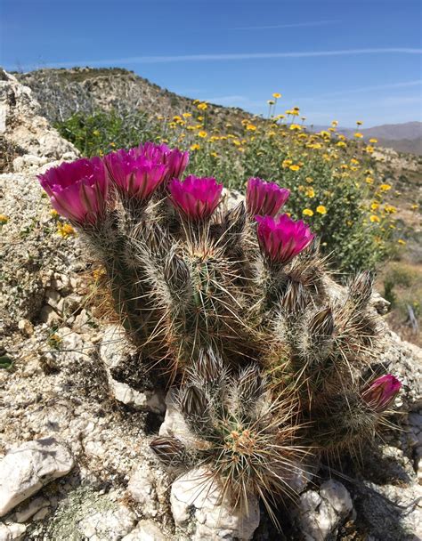 Echinocereus Engelmannii Calflora