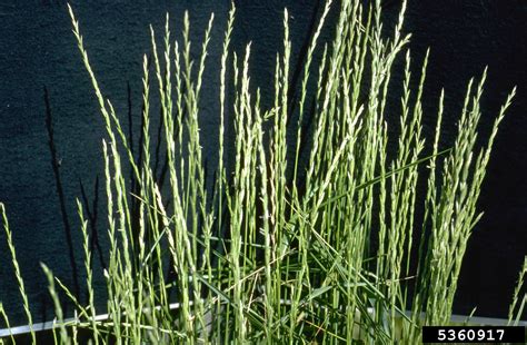 Slender Wheatgrass