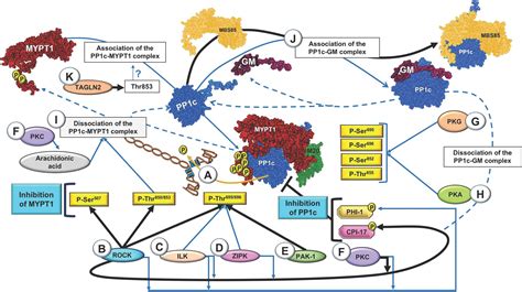 Frontiers Regulation Of Myosin Light Chain Phosphatase Activity To