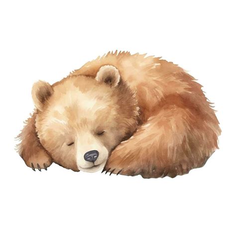 Watercolor Sleeping Bear Vector Illustration With Hand Drawn Brown