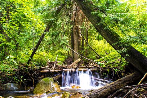 Fotos Gratis Rbol Cascada Pantano Desierto Rama R O Estanque