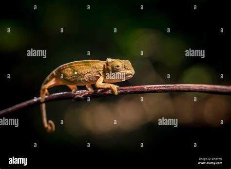 A Juvenile Parson Chameleon Calumma Parsonii Parsonii Of The Green